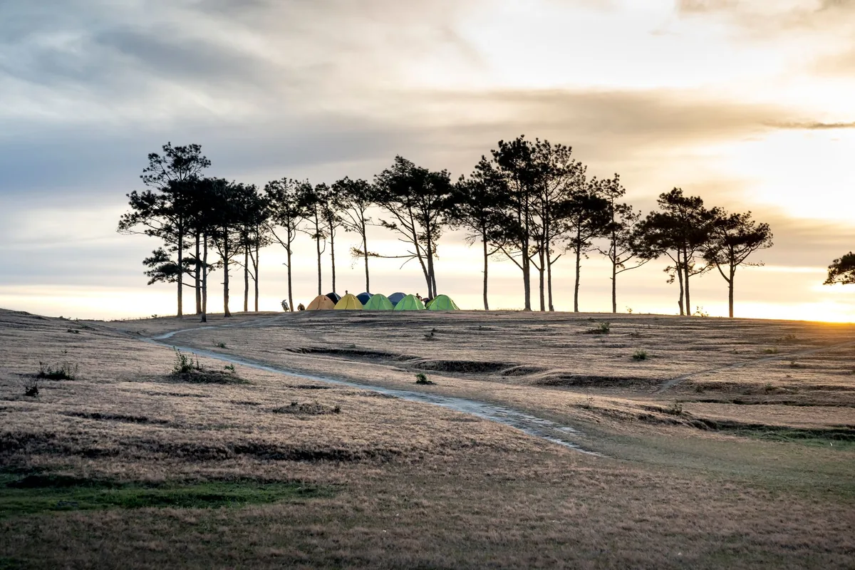 Dome tents under a line of pine trees on a grassy hilltop at sunset