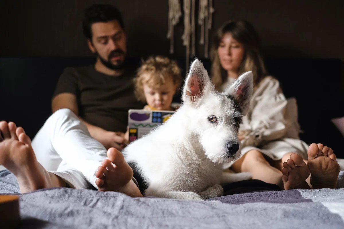 A family and a husky dog sitting together on a bed